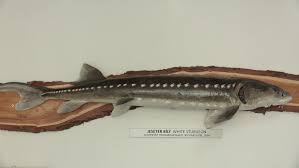 Acipenser transmontanus white sturgeon upper columbia river population. Vodnany Czech Republic September 20 Stock Footage Video 100 Royalty Free 1020270112 Shutterstock