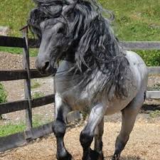 It takes a horse and carriage an average of 8 to 12 hours to travel 50 miles. Animal Hashtag On Instagram Photos And Videos Horses Animals Pretty Horses