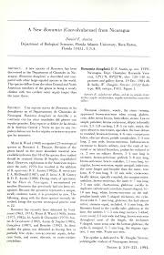 Image result for Bonamia mossambicensis