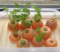 You Can Grow Carrot Greens From Discarded Carrot Tops Growing Vegetables Regrow Vegetables Plants