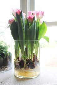 Exploding Tulips Tulips In Vase Indoor Water Garden Bulb Flowers