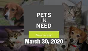 Want to donate or volunteer? N J Pets In Need March 30 2020 Nj Com