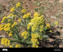 Image result for Phymaspermum