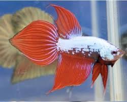 Medicine and clean water outlook treatable but can be fatal if left 01.06.2020 · betta fish ich: The Betta Fish Zone