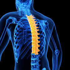 Backbones are typically fiber optic trunk lines. Thoracic Spine