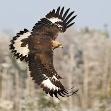 Why Do Birds Fly South For The Winter Riddle Golden Eagle Aquila Chrysaetos Birds Bald Eagle Golden Eagle