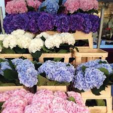 Goodbye London Hello Toronto Columbia Road Flower Market Flower Market Romantic Flowers