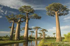 Avenue Of Baobabs At Wayfaring Travel Guide Weird Trees Baobab Tree Famous Trees