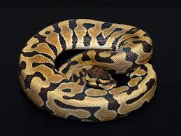 Children inherit genes from their parents that give them varied physical appearance, such as color and pattern mutations. Puzzle Ball Morph List World Of Ball Pythons