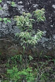 Image result for Corchorus kirkii