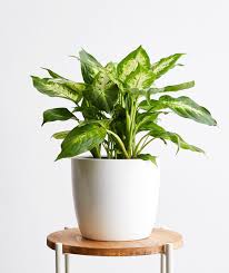 Philodendron brasil are beautiful trailing indoor plants, that are easy to grow and tolerate low light conditions. 35 Best Indoor Plants For Apartments Best Houseplants For Apartment Dwellers