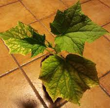 If your cucumbers leaves turning yellow you might have a problem. Why Are My Cucumber Leaves Turning Yellow Gardening Landscaping Stack Exchange