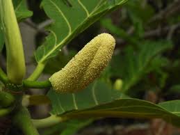 Image result for Artocarpus