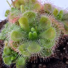 Image result for Drosera burkeana