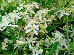 We list out nine flowers that you can grow in your home garden. 15 Flowers That Bloom At Night