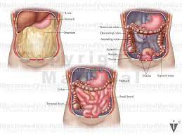 The latest graphics and animations will help you to find new insights and understanding of this part of the body, that has been the focus of anatomical research for centuries and presently arouses. Stock Female Pelvis Normal Anatomy Illustrated Verdict