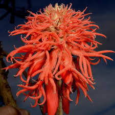 Image result for Erythrina abyssinica × lysistemon