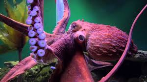 NCC: Northern giant Pacific octopus