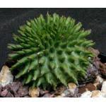 Image result for Synadenium glabratum