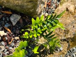 Image result for Asplenium actiniopteroides