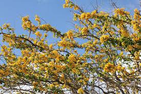 Image result for Acacia haematoxylon