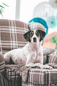Eine schalldämmung in der wohnung lässt sich je nach erfordernis an wohnungswänden, decken oder fußböden installieren. 5 Geniale Spiele Um Deinen Hund Drinnen Zu Beschaftigen Herr Olaf Backen Basteln Hund Leben Diy Hundeblog