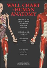 Wall Chart Of Human Anatomy 3d Full Body Images And Detailed System Charts Hardcover
