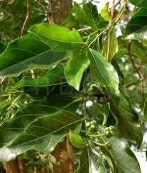 Image result for Morinda lucida