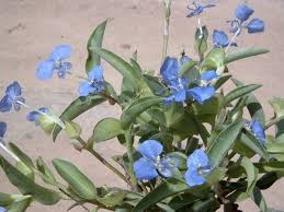Image result for Commelina diffusa