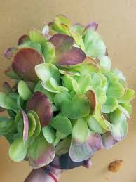 Image result for Kalanchoe glaucescens