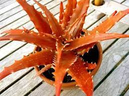 Check out our orange aloe vera selection for the very best in unique or custom, handmade pieces from our shops. An Orange Aloe Here S A Non Hardy Succulent Worth The Trouble To Grow It Planting Succulents Unusual Plants Succulent Gardening