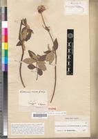 Image result for Melastomastrum