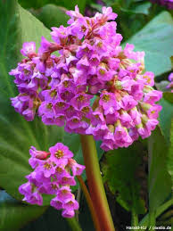 Transplanting bergenia will be necessary for survival. Bergenien Pflege Pflanzen Dungen Schnitt