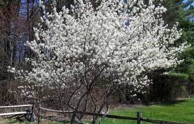 The purple pome fruits are edible and can be eaten fresh or used to make jams or jellies. Finding The Amelanchier Unh Extension