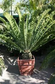 Image result for Encephalartos aplanatus