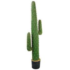 The mexican fencepost cactus is native to southern mexico. Cactus The Home Depot