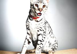 It is a cross between a serval and a domestic cat. Savannah Cat How Much For A Savannah Cat