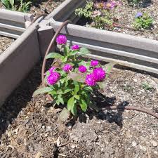 Gomphrena Globosa Buddy Purple Globe Amaranth Buddy Purple In Gardentags Plant Encyclopedia