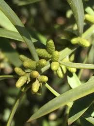 Image result for Afroqueta capensis