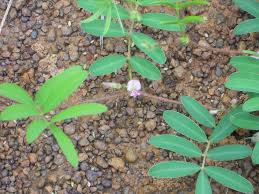 Image result for Tephrosia lepida