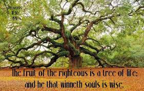 The fruit of the righteous is a tree of life, and he who is wise wins souls. King James Bible Preservation And Promotion The Fruit Of The Righteous Is A Tree Of Life And He That Winneth Souls Is Wise Proverbs 11 30 Kjv Facebook