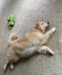 To Nap Time And Beyond Golden Retriever Mix Puppies Golden Retriever Mix Golden Retriever Corgi Mix