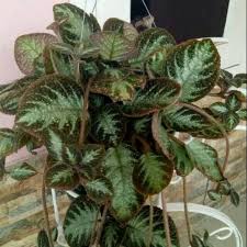Tanaman hias gantung yang pertama akan kami bahas adalah pakis boston atau pakis pedang atau disebut juga dengan nephrolepis exaltata.pakis boston adalah salah satu jenis tanaman hias gantung yang sangat kuat dan mudah beradaptasi di lingkungan epifit (tumbuhan yang tumbuh menumpang pada tumbuhan lain). Tanaman Hias Gantung Bunga Epicia Coklat Bludru Coklat Silver Shopee Indonesia
