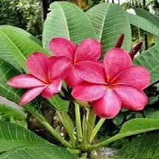 We did not find results for: Plumeria Champa Pink Plant Nature Rabbit