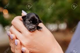 Newborn chihuahua puppies are often unable to nurse from their mother for a number of reasons. Brown Tiny Newborn Chihuahua Puppy In The Hands Cute Pets Friendship Stock Photo Picture And Royalty Free Image Image 155698527