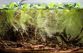 Nathan Hill Encourages Us To Make Compromises When It Comes To 39 Region Specific 39 Set Ups Here Biotope Aquarium Floating Plants Fresh Water Fish Tank