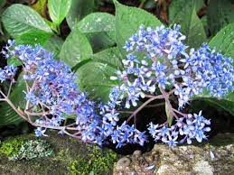 Excellent as a groundcover, in rock gardens and hanging baskets. Blue Flowered Shrubs Tikorangi The Jury Garden