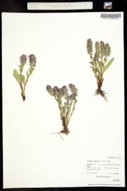 Image result for Bacopa hamiltoniana