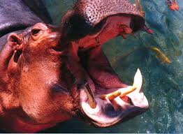Quels Sont Les Animaux Les Plus Dangereux Pour L Homme