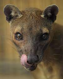 Pin By Alejandro Mejia On Creatures Great And Small Weird Animals Rare Animals Fossa Animal